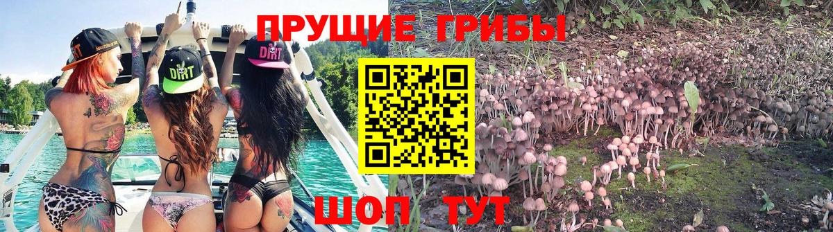Галлюциногенные грибы Psilocybine cubensis Новоуральск